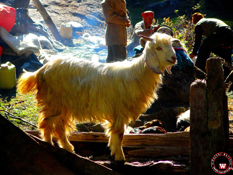 goat-churdhar-chopal