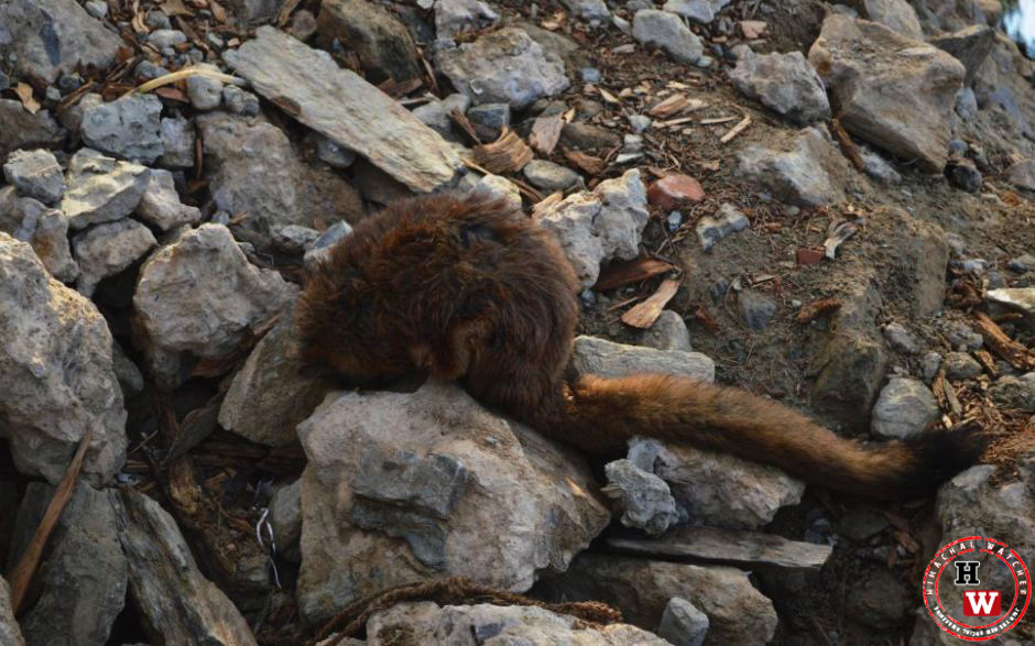 animals suffer in shimla fire