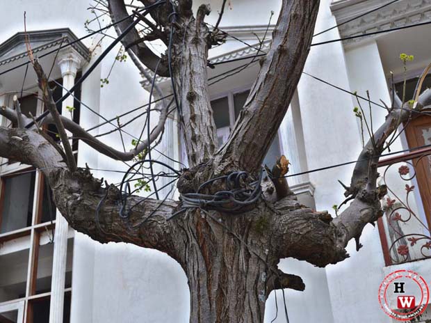 cable wires on shimla's trees