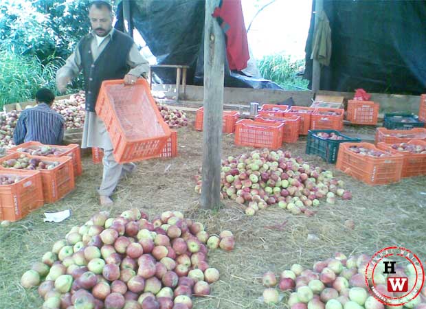 2084 MT apples procured under MIS