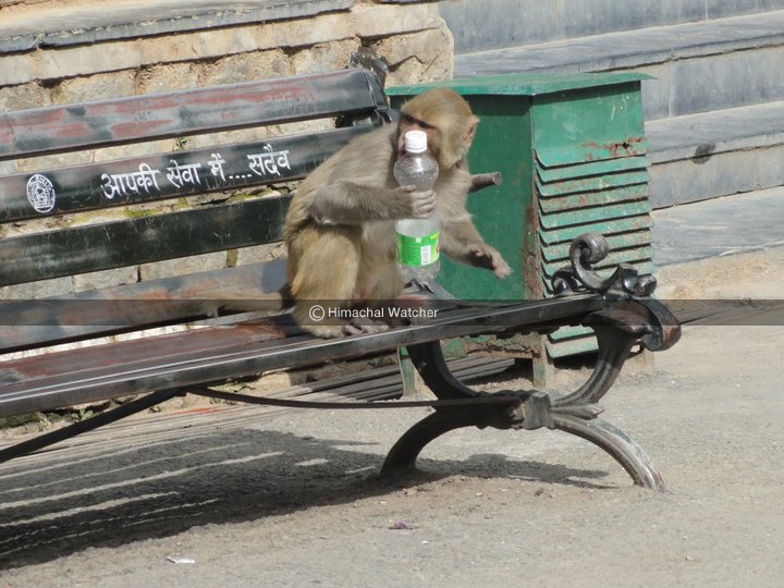 Government committed to effectively deal with monkey menace