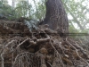 save-trees-kanlog-shimla