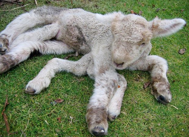 New Zealand Leggy Lamb