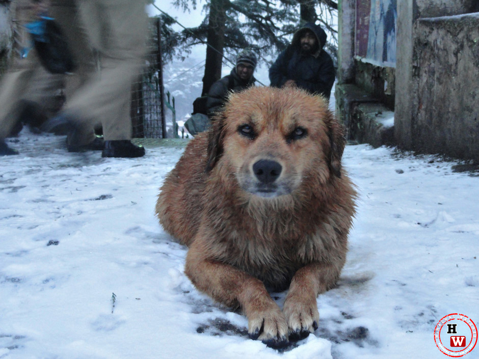 shimla-dog-in-snow