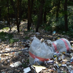 shimal forest filled with garbage
