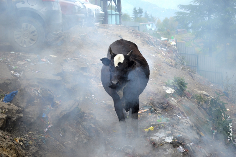 shimla pollution status