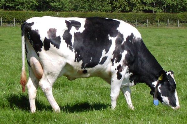 HP masters technique of embryo transfer in cows | Himachal Watcher