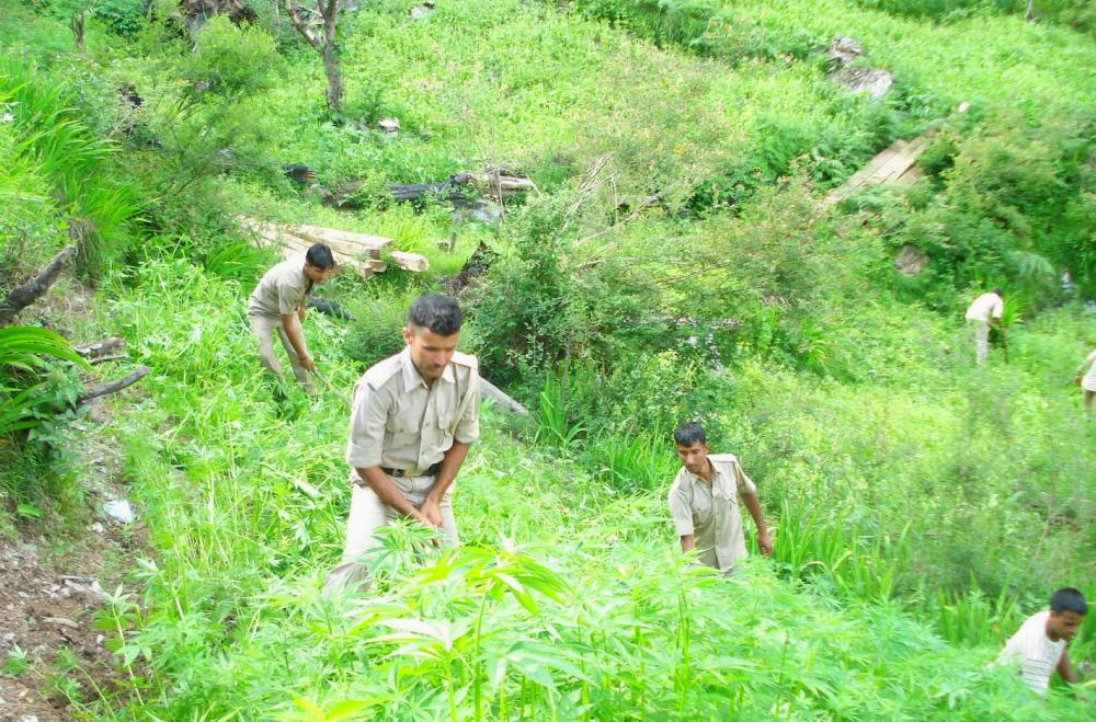 Police destroys opium and cannabis plants from over 25,000 bighas land