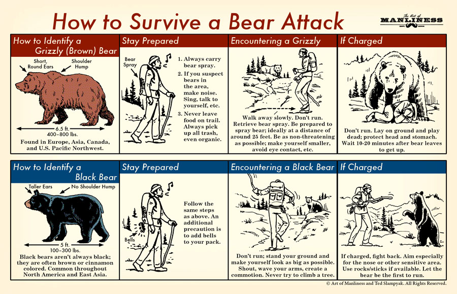Bear attack on Himachal Treks