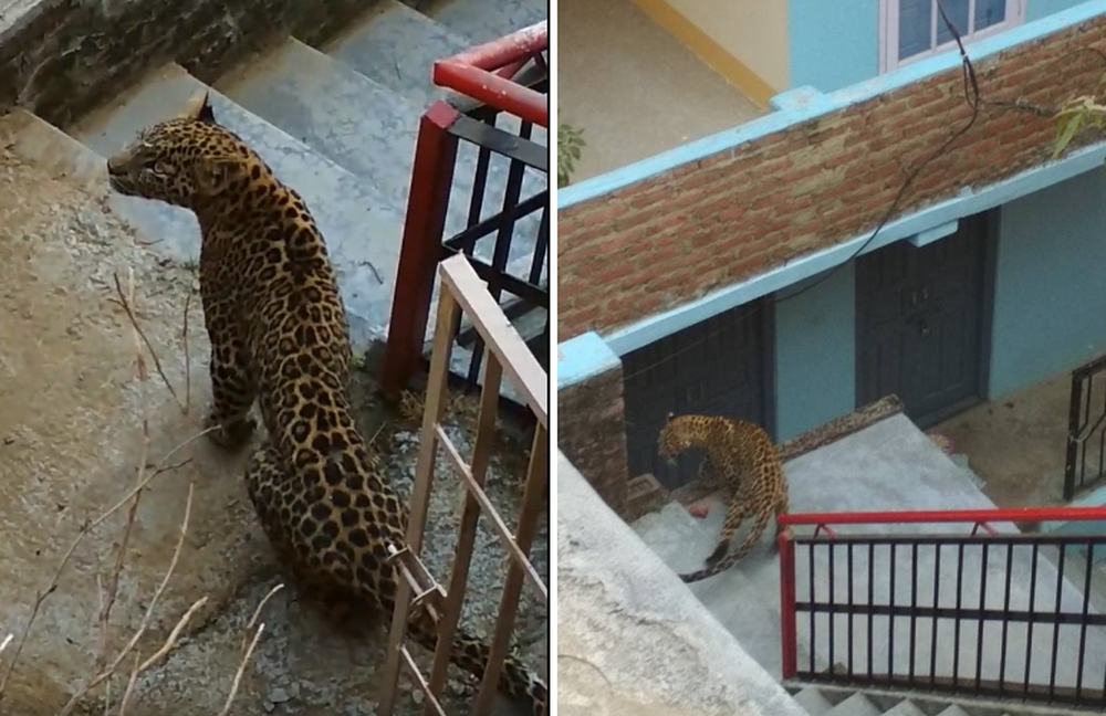 Watch leopard sighting in Shimla's dhanda | Himachal Watcher