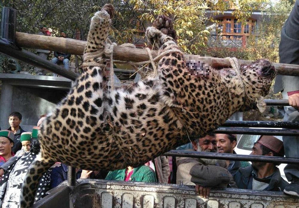 Maneater leopard in Kinnaur's ribba shot dead