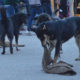 stray dogs maul a kid to death in Hiamchal pradesh