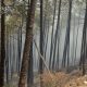 Forest fire kills forest officer in Himachal pradesh
