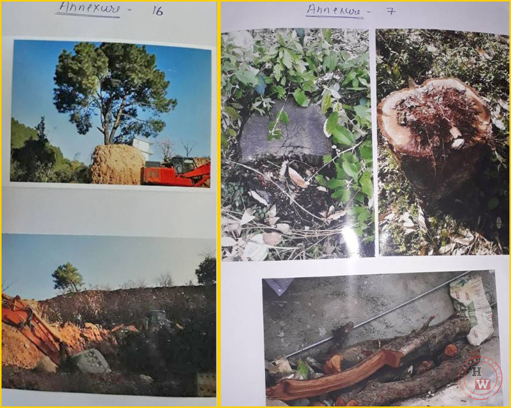 Ilegal tree felling in Dharamshala town