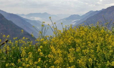 Farming of Mustard Oil in Himachal Pradesh