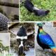Bird Species Count in Himachal Pradesh