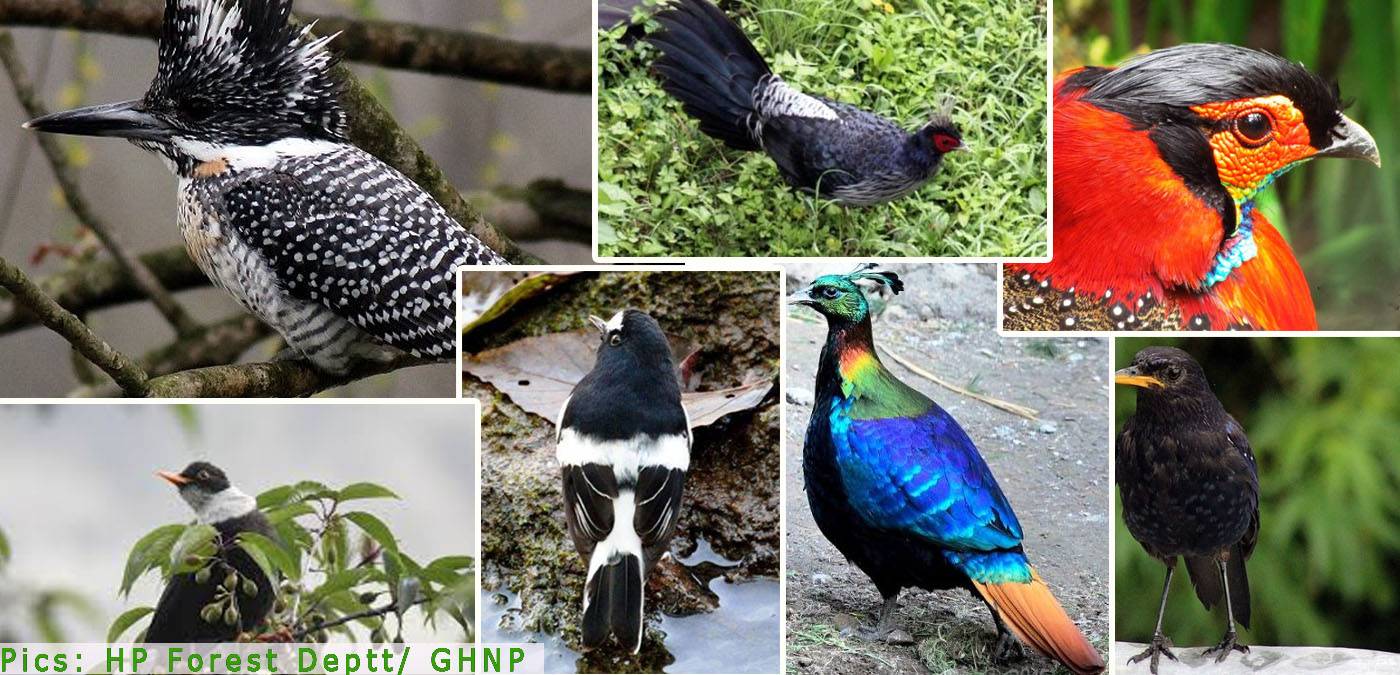 Bird Species Count in Himachal Pradesh
