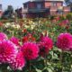 Dahlia in full bloom at RHRTS Dhaulakuan