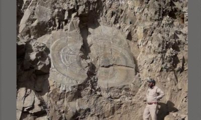Tree Fossil Found in Shimla's Kharapathar