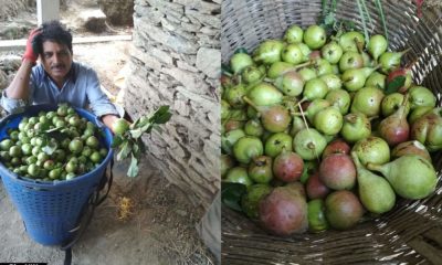 Farmers in Himachal Pradesh Demand Compensation