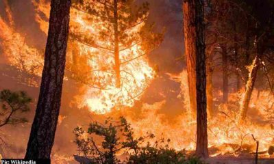 NGT Guidelines for controlling Forest-fires-in-himachal-pradesh