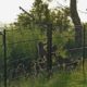 Farmers in Himachal Pradesh get subsidy on fencing