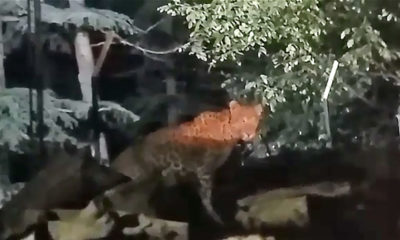 Leopard sighting in Shimla city