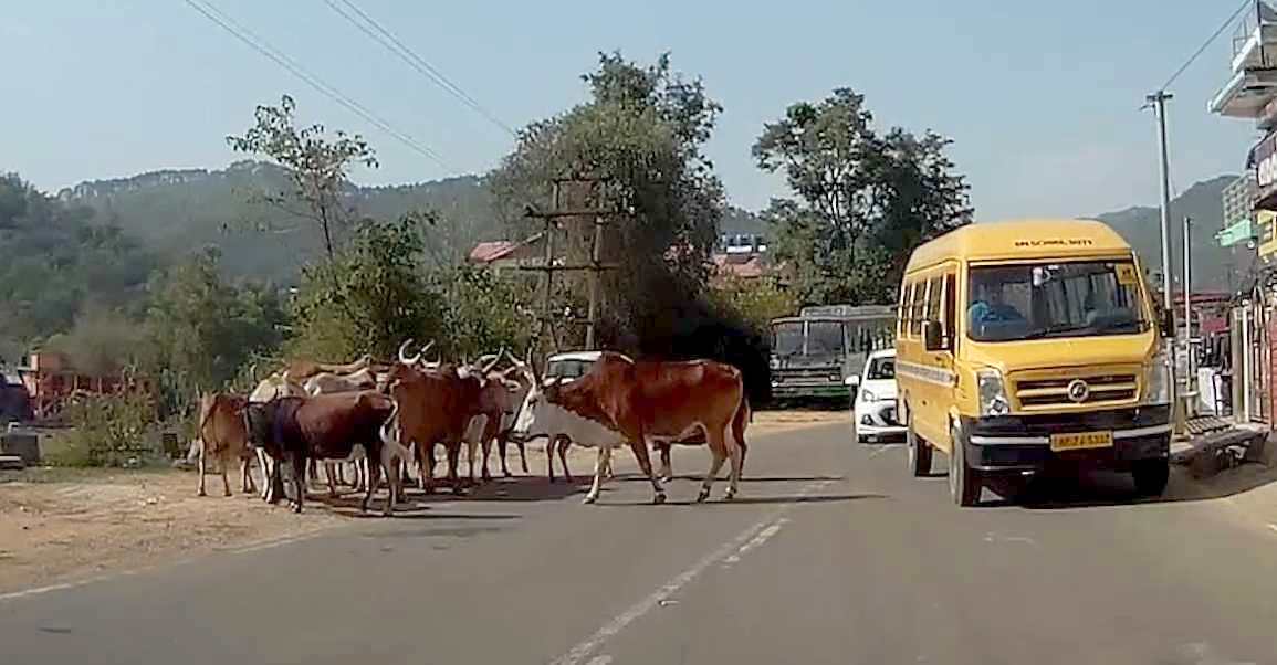 Stray Cattle in Himachal Pradesh