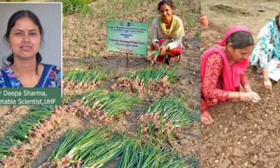 kharif onion in himachal by Dr Deepa Sharma, Vegetable Scientist