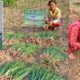 kharif onion in himachal by Dr Deepa Sharma, Vegetable Scientist