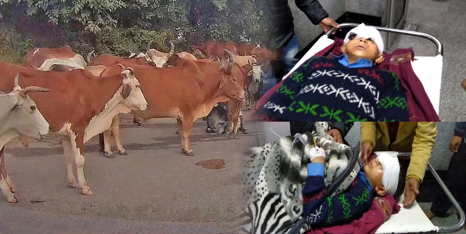 Stray Cattle attacks in Himachal Pradesh 2