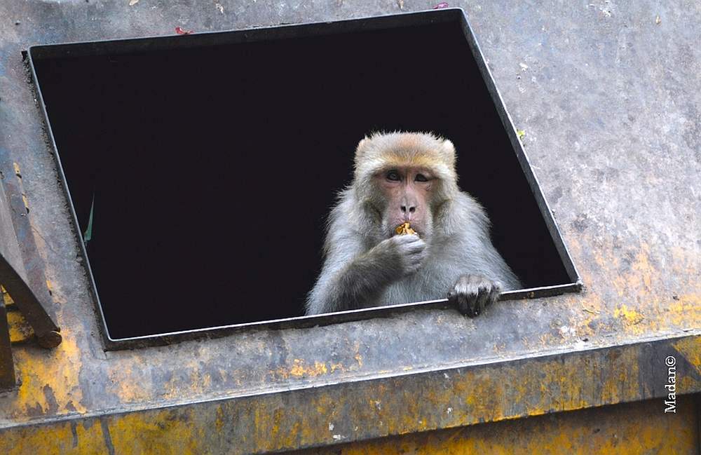 Monkey Sterlization in Himachal Pradesh