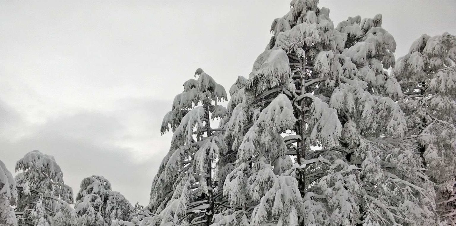 Himachal Gets Another Spell of Snow/Rain, Several Roads Including NH-5 ...