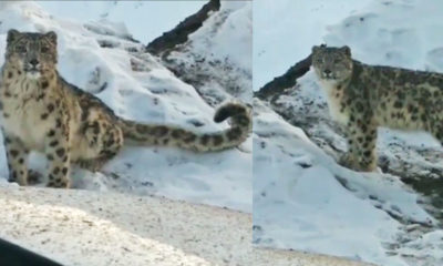 viral Snow Leopard video spiti