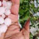 Bad weather damages crops in himachla pradesh