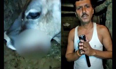 Himachal Pradesh Bliaspur Cow Fed Explosive