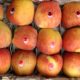 Shimla Apple Season Labour shortage