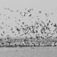 migratory bird deaths in pong dam wetlands
