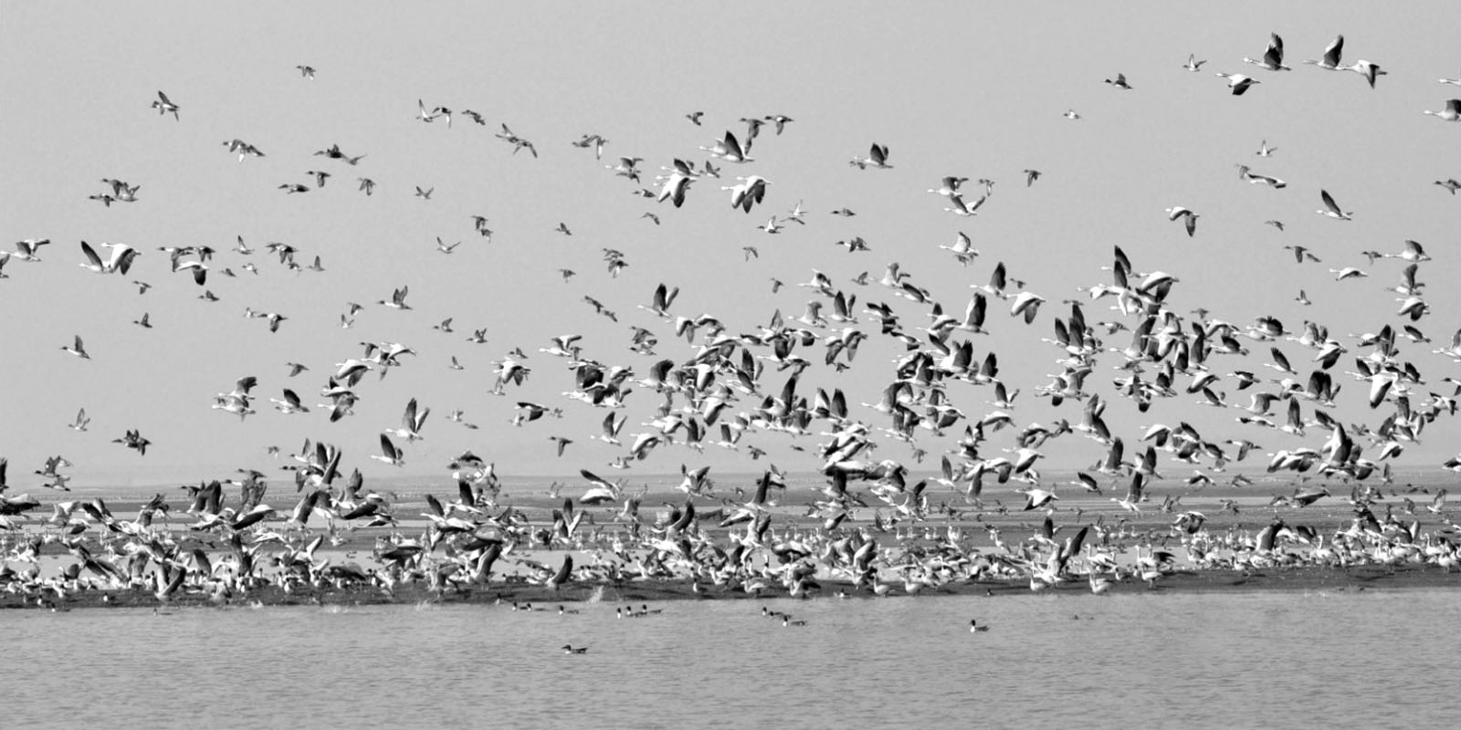 migratory bird deaths in pong dam wetlands