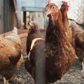 Count for ‘Bird Flu Deaths’ in Himachal Crosses 31000, Poultry Farmers ...