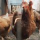 Himachal Pradesh Extends Ban on poultry