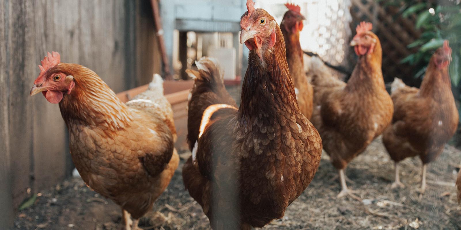 Himachal Pradesh Extends Ban on poultry