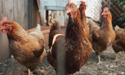 Poultry ban in himachal pradesh