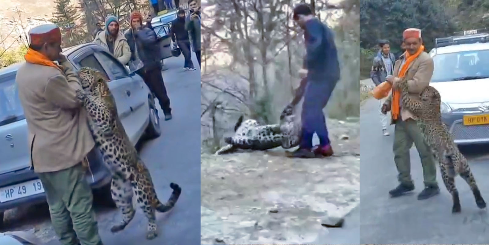 Viral Himachal Leopard Cub Video