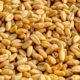 Wheat Seed Production in Himachal Pradesh 2021-22