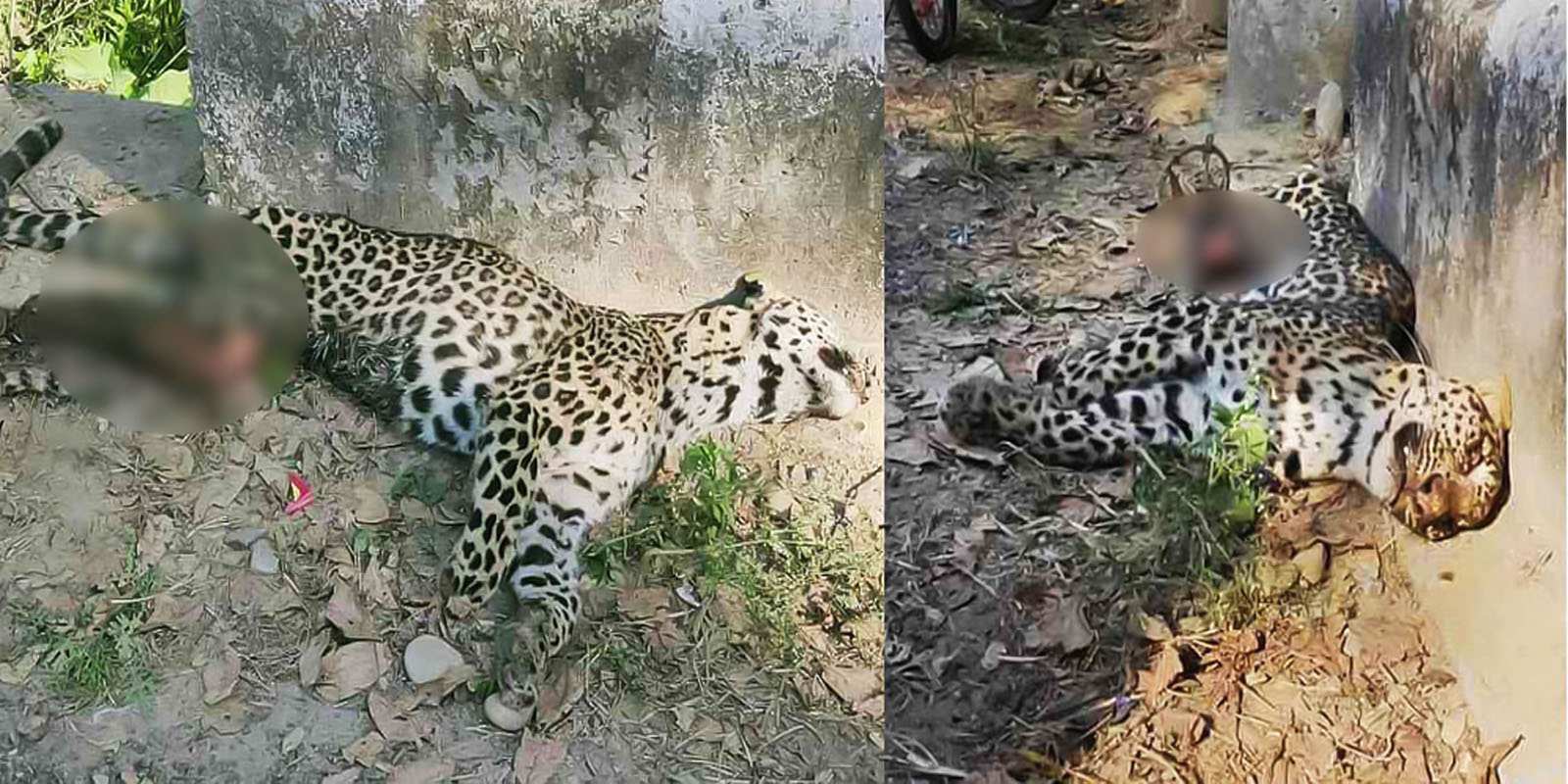 Leopard Maimed by Illegal Trap Gets Cruel Death, Locals Blame Forest Deptt for Inaction