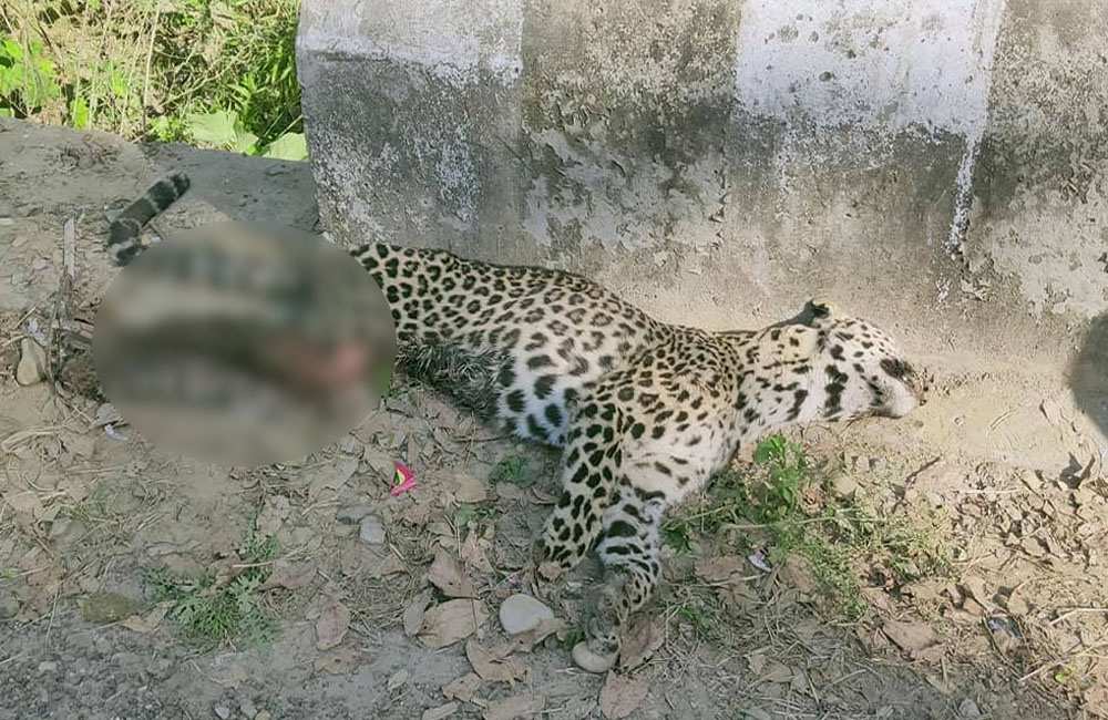 Tathal leopard killing