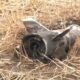 pakistan missiles attack on india